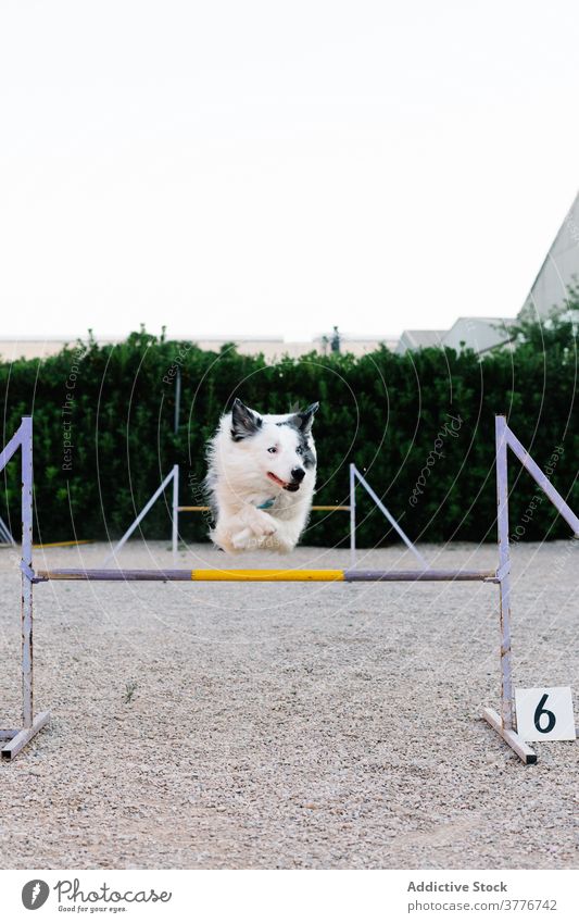 Dog jumping over barrier in agility park dog training border collie run obstacle equipment hurdle canine course activity trial purebred breed pedigree active