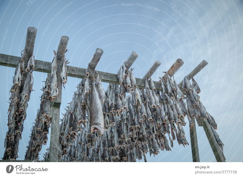 dried cod Dried cod Skrei Fish Hang Fish rack Dried fish Norway Seafood Vacation & Travel Food food products abundance Reserves Wooden rack Sky Worm's-eye view