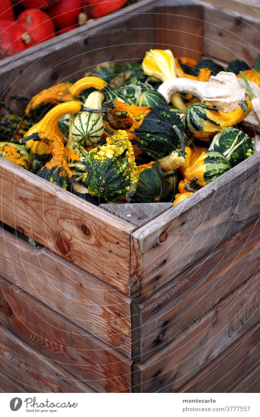 Freshly harvested decorative pumpkin in wooden boxes Helloween fruit Rustic Background picture Winter Colour photo Plant Garden organic ornamental pumpkin