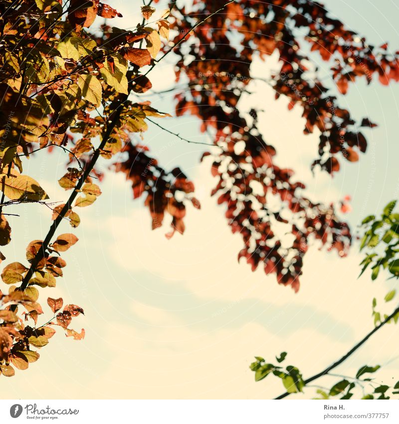 leaf canopy Sky Beautiful weather Tree Leaf Green Red Square Twigs and branches Colour photo Exterior shot Copy Space middle Shallow depth of field