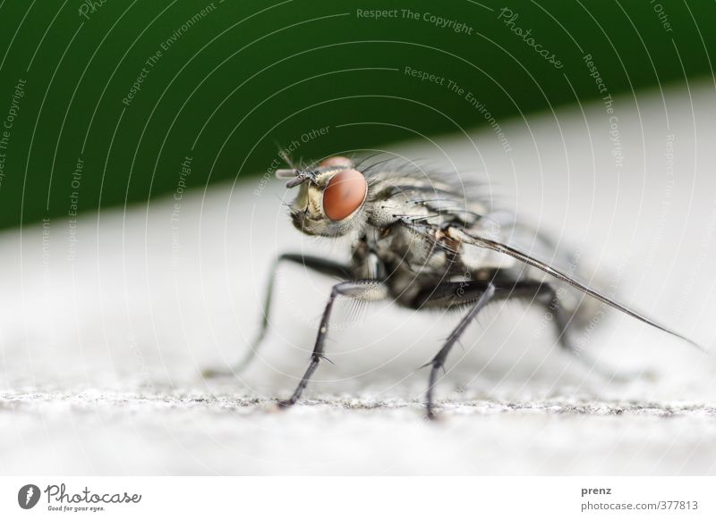 close-up Environment Nature Animal Wild animal Fly 1 Gray Green Sit Macro (Extreme close-up) Colour photo Exterior shot Deserted Copy Space top Day