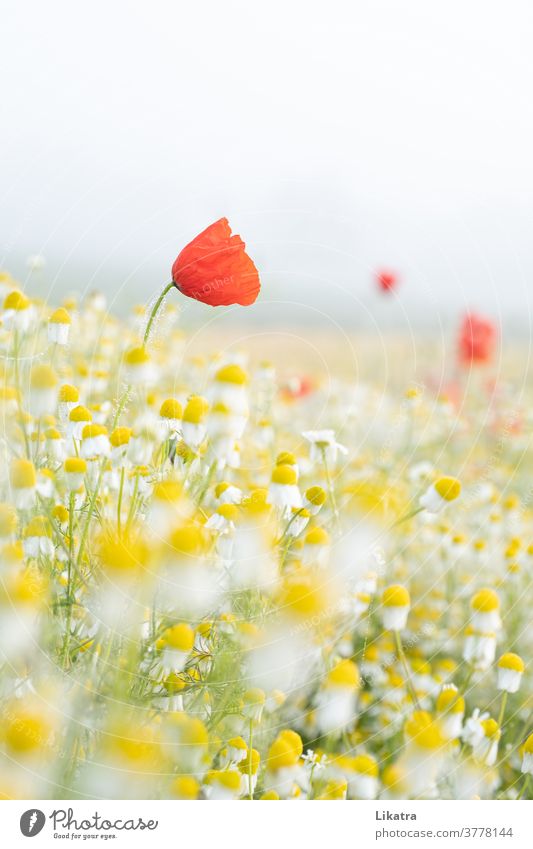 Poppy & Chamomile fields Flower meadow Nature flowers Summer Poppy blossom Arable land out Exterior shot Blossoming Summery Easy June Field