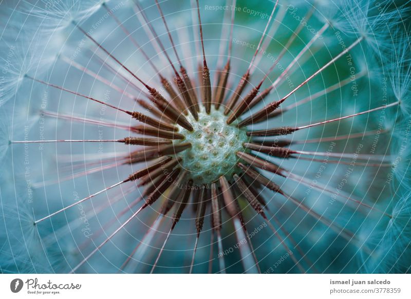 beautiful dandelion seed in the nature in autumn season flower plant white blue floral garden natural decorative decoration abstract textured soft softness