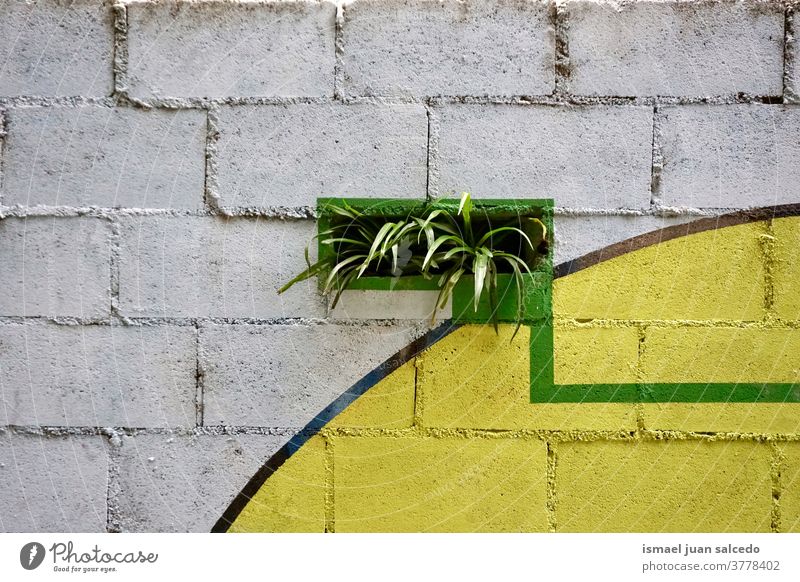 plant on the old wall white yellow abandoned street green Exterior shot Colour photo Wall (barrier) decoration leaves