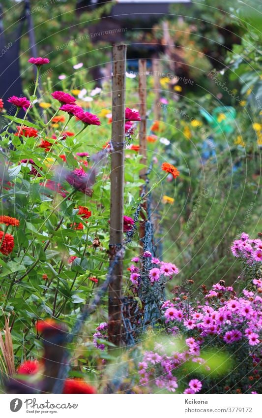Colourful flowers in the German garden. Pink chrysanthemums, red, fuchsia calendulas on wire mesh bridle. Fences Chrysanthemum Germany Garden marigold