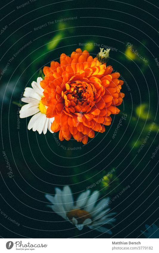flower dream bleed flowers Garden Detail Plant Nature Close-up Exterior shot Blossoming Summer Colour photo Blossom leave