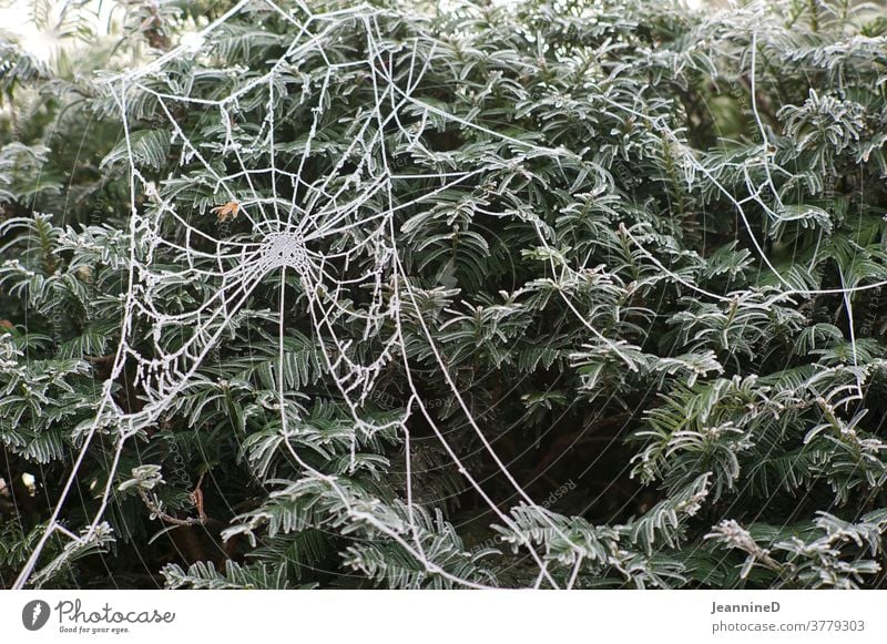 Spider's web with hoarfrost Frost Cold Exterior shot Ice Winter Nature Frozen Hoar frost Seasons Helloween Freeze Plant shrubby Fear chill morning dew frogs