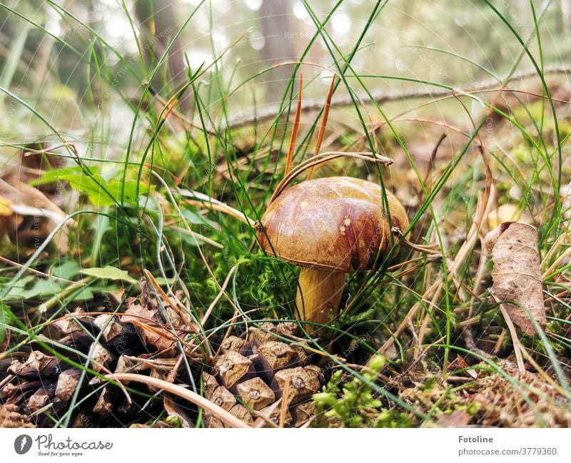 Delicious dinner - or a chestnut stands between moss, grass and pine cones in the forest waiting to be found by the photoline Brown Green Nature Close-up