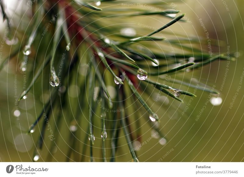 I was in the forest the other day in the rain and caught a few drops of pine needles. Fir needle Tree Green Nature Plant Colour photo Exterior shot