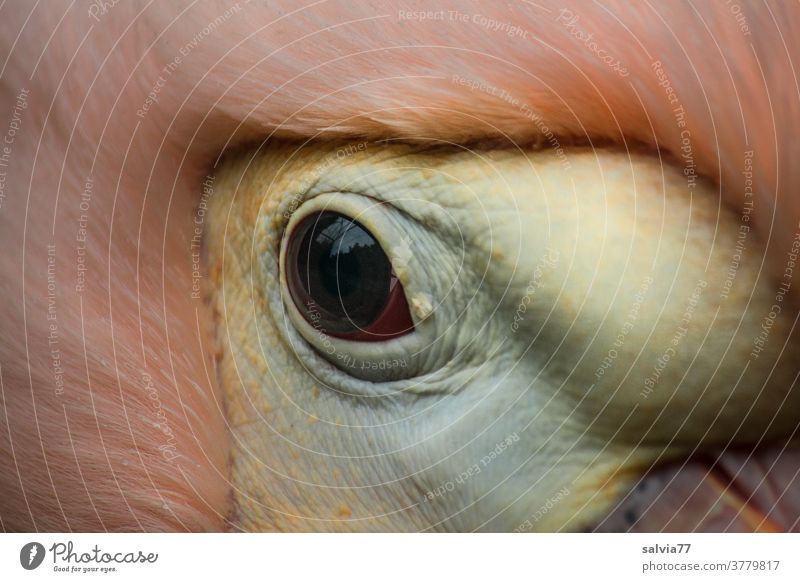 Everything at a glance Animal Bird Eyes Nature Detail Pelican eye Beak Animal portrait Pink Wild animal Looking Macro (Extreme close-up) Animal face Observe