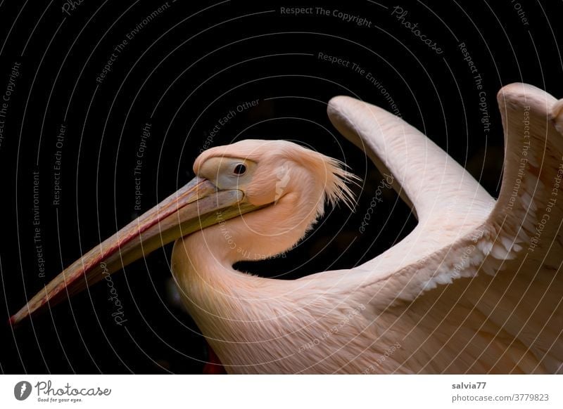 the pelican proudly presents its beautiful plumage Bird Pelican Pelicanus onoctrotalis White Pelican Beak Animal portrait Wild animal 1 Grand piano feathered