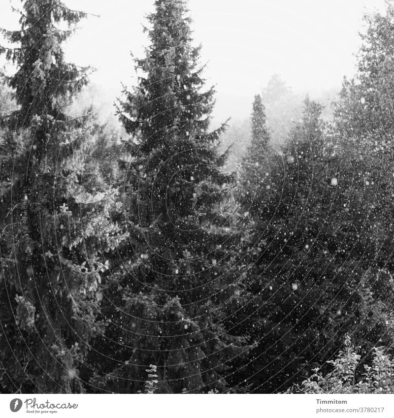 Spruces in a gentle snow flurry spruces Snow trees Forest shrubby snow flurries Snowfall Winter foggy Black & white photo Cold Nature White Deserted