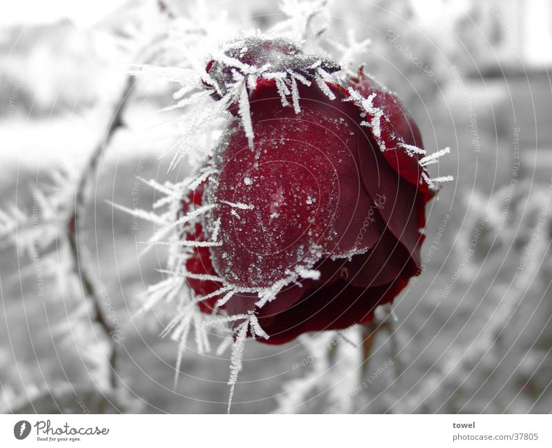 ice rose pink Hoar frost Cold Thorn Red Frozen Gray Winter Ice Contrast Frost Lovesickness unrequited love Dismissive
