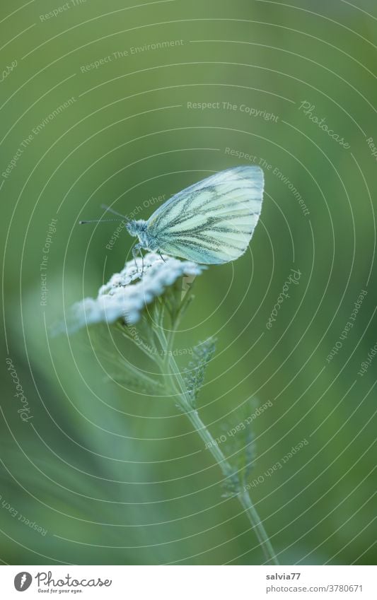 closing time Nature Butterfly Whiting Plant Flower Yarrow Green White Meadow Blossom Summer Close-up Grand piano Rest Break Shallow depth of field