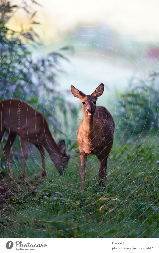 Deer in the morning Roe deer Mammal Wild animal 2 Animal Nature Exterior shot Colour photo Animal portrait Day Environment Landscape Deserted Hunting Plant