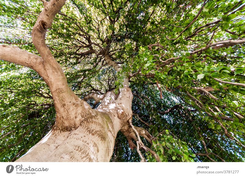 Tree from below Deciduous tree Summer Beautiful weather Wide angle Life Large Climate Nature Environment Worm's-eye view Old Wisdom