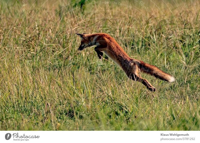 Fox on the hunt Red fox Hunting jump Fuse Pelt Reineke Summer Meadow mouse hunting predator Evening