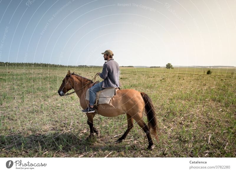 Rider on farmland Blue Brown Green Summer Nature Landscape horses Grass Plant Willow tree Farm worker Agriculture Young man Sky Meadow Environment Horse Steppe