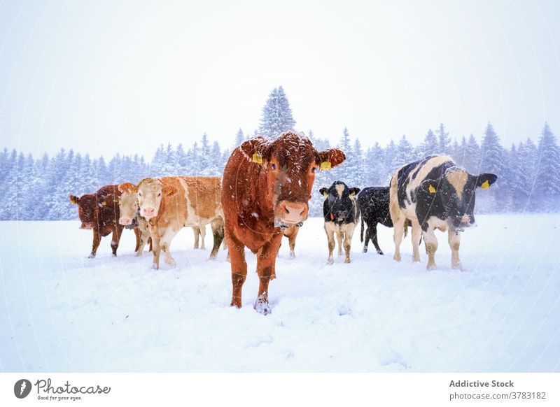 Cows walking on snowy field in winter cow herd snowfall animal domestic forest mammal countryside nature cold season rural environment pasture farm agriculture