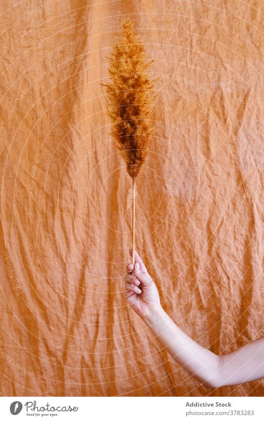 Crop woman with dry grass in studio pampas decoration fluff art delicate female dried stem natural simple material craft fabric textile design plant minimal