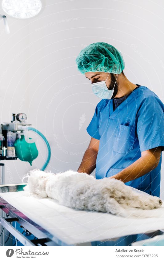Crop veterinarians preparing dog for operation in clinic operating theater animal surgeon man veterinary anesthesia lamp surgical male pet modern table metal