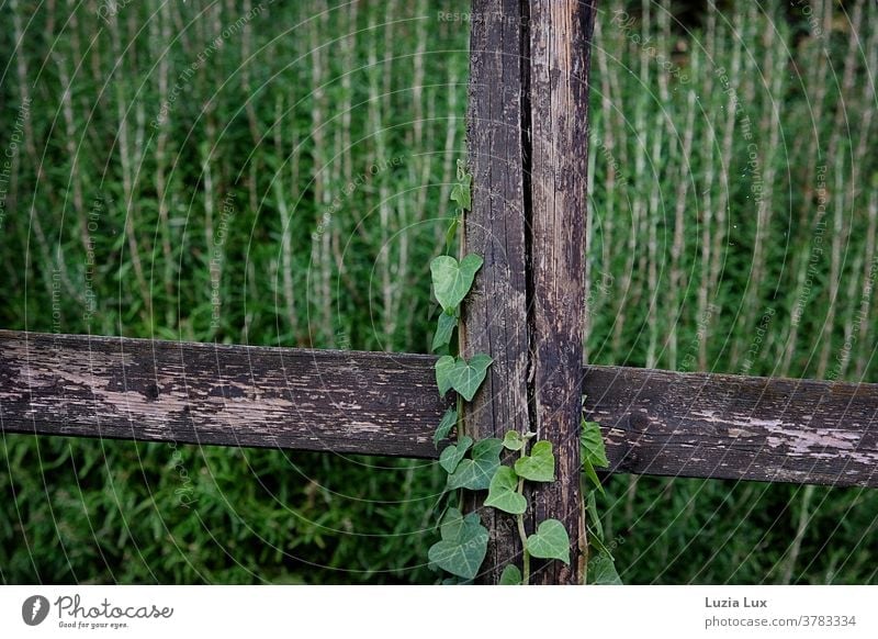 A lot of green and old wood: rosemary in the background, ivy entwines itself around an old wooden fence Green Rosemary Ivy ivy leaves ivy vine Wood Fence