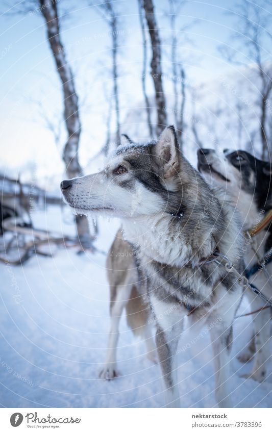 Grey Sled Pulling Dog in Norway head face profile animal head sled sleigh pulling snow winter north cold natural lighting nature outdoors scenery scenics sky