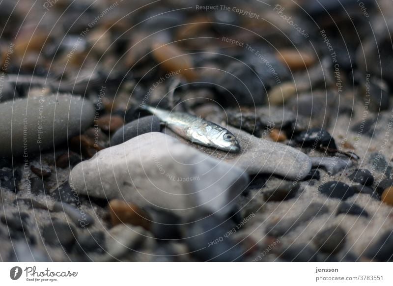 Death by anglers Fish - a Royalty Free Stock Photo from Photocase