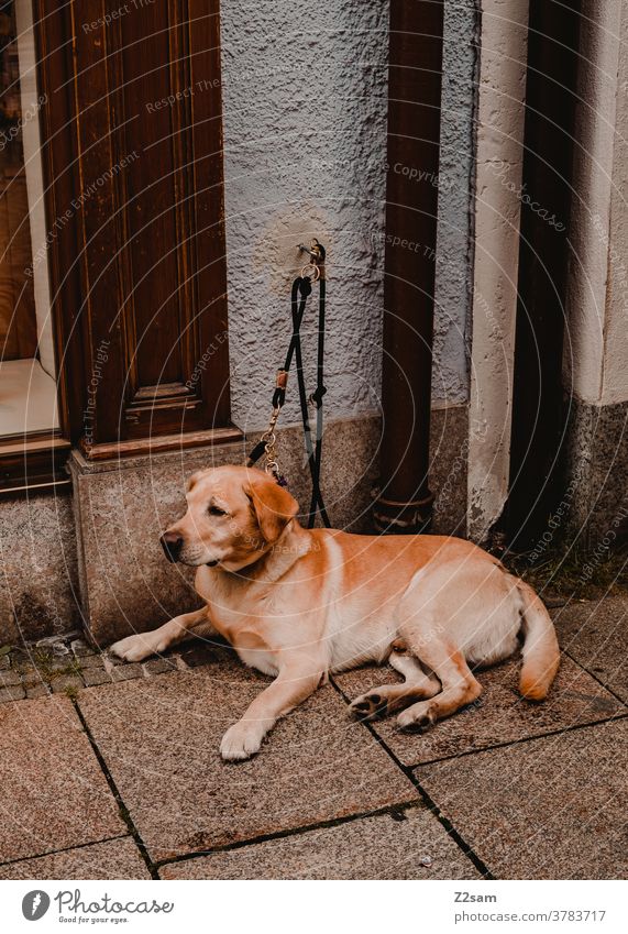 Dog leashed in front of a shop Labrador retriever Beauty & Beauty Pet Animal Pelt Exterior shot Town Wait tranquillity well-behaved brought up Lonely