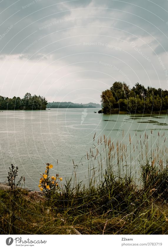 Forggensee with rain Bavaria Rain Bad weather Clouds Gray Green Common Reed shrubby trees Summer Warmth warm plants Water Body of water waters feet Nature