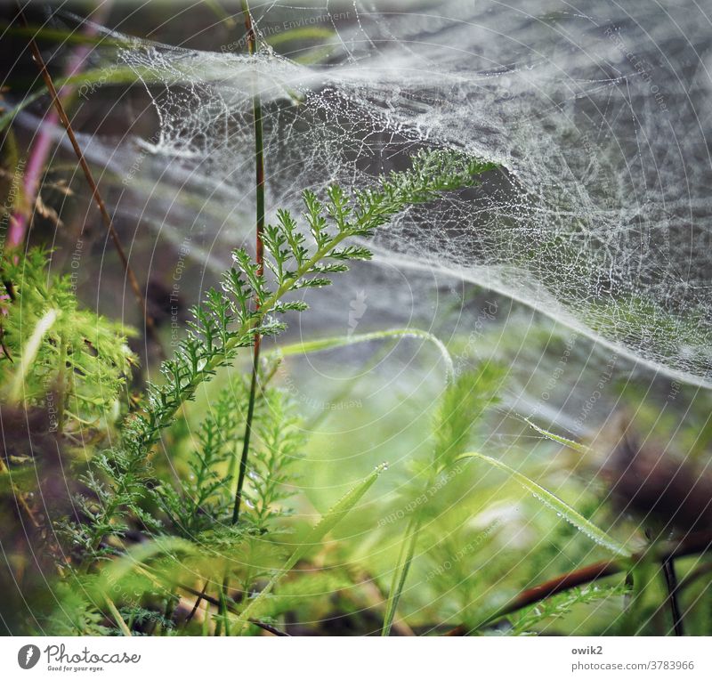 underwater Stalk Blade of grass Spider's web Cobwebby Glittering Small Wild flaked bushes Drops of water Plant Nature Environment Exterior shot Close-up Detail