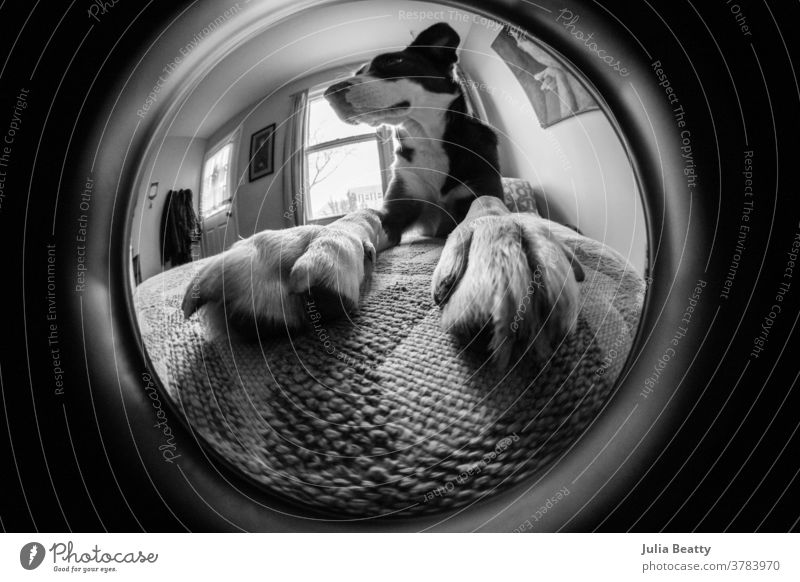 Fish eye lens photo of border collie dog; closeup on paws and nails ecclectic interior pet home decor chair puppy mixed breed dog rescue dog cute animal