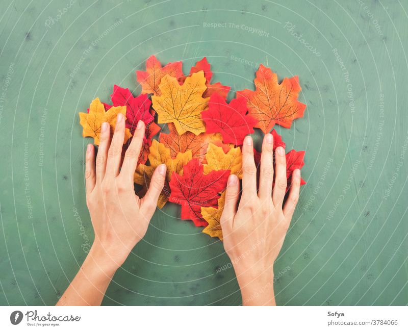 Female hand touching autumn leaves on green fall hands fashion holding female october walk background color maple red seasonal symbols flat lay yellow orange