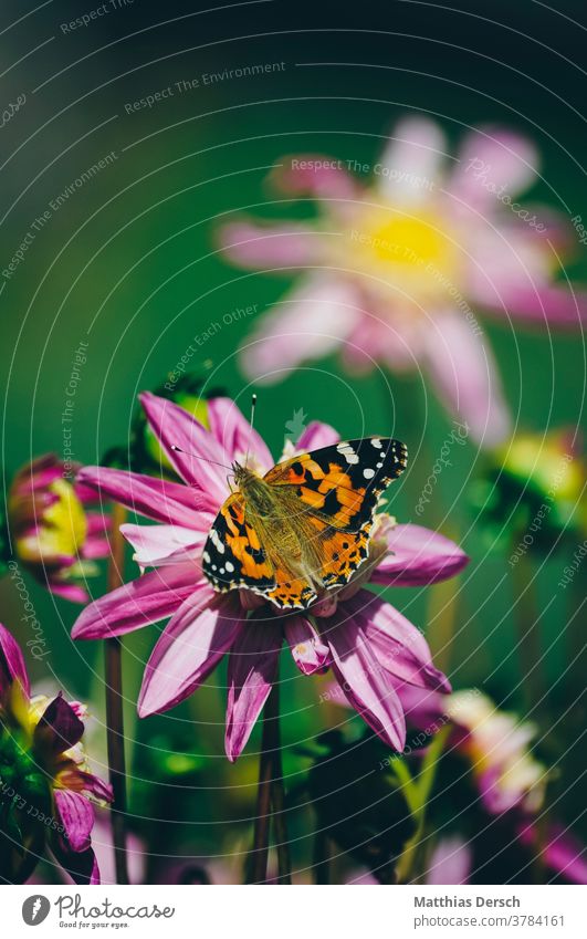 flower dream Blossom Flower Garden Detail Plant Nature Close-up Exterior shot Blossoming Summer Colour photo Blossom leave Butterfly