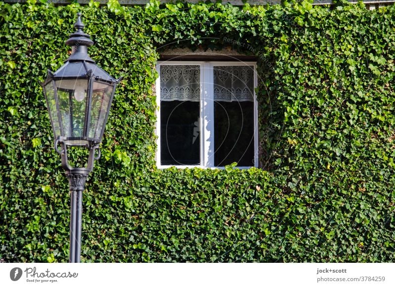 live for a reason Facade Ivy Wall (building) Green Growth Tendril Overgrown Nature Creeper Window streetlamp Trimmed Frame Brandenburg an der Havel Decoration