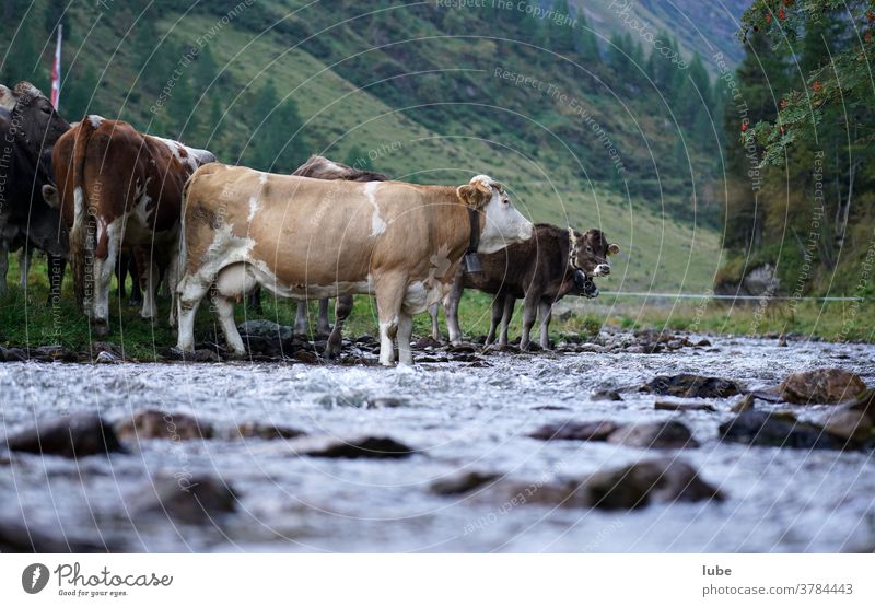 Cattle at the waterfront Malfonalm brand-new Malfontal Livestock Water Farm Agriculture cattle Cow Alpine pasture Mountain pasture Cattle breeding Tyrol
