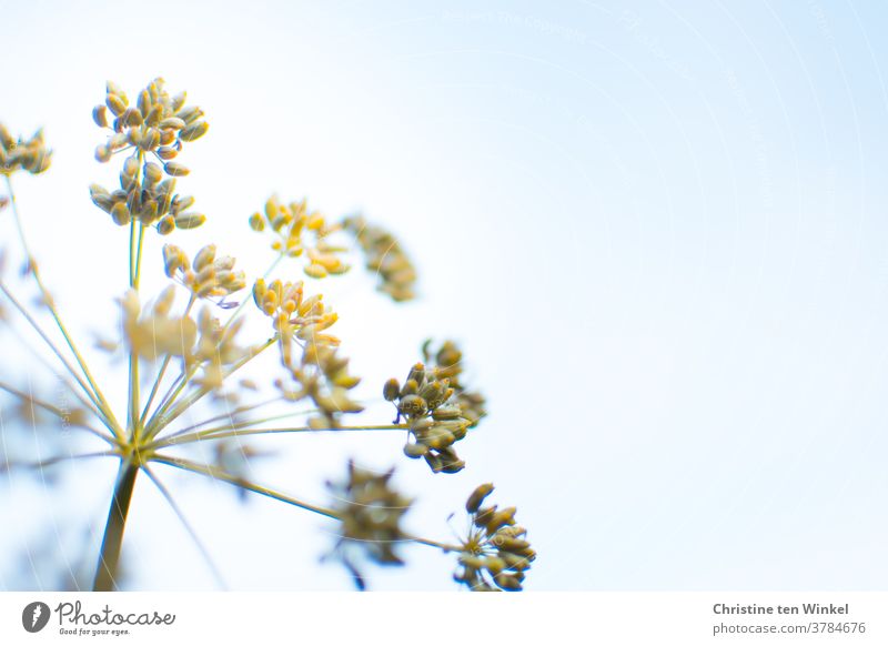 Umbrella of the bronze fennel with ripe seeds. Close-up with shallow depth of field against a light blue sky with plenty of room for text Fennel Bronze Fennel