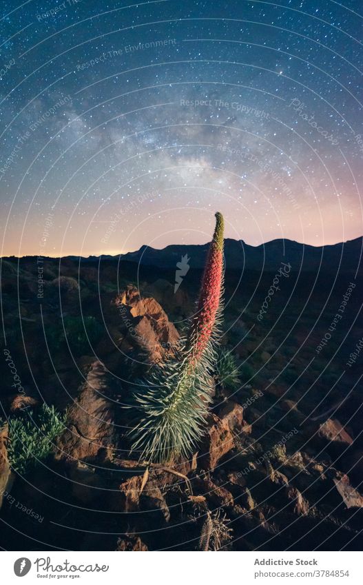 Tropical plant in mountains at night starry sky valley grow tropical silhouette highland canary islands spain tenerife terrain rocky exotic scenic environment