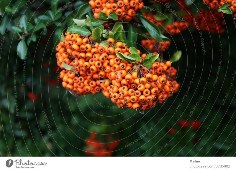 Pyracantha branches with bright orange ripe berries autumn background beautiful berry blossom blurred botanical botany bunch bush closeup color colorful colour