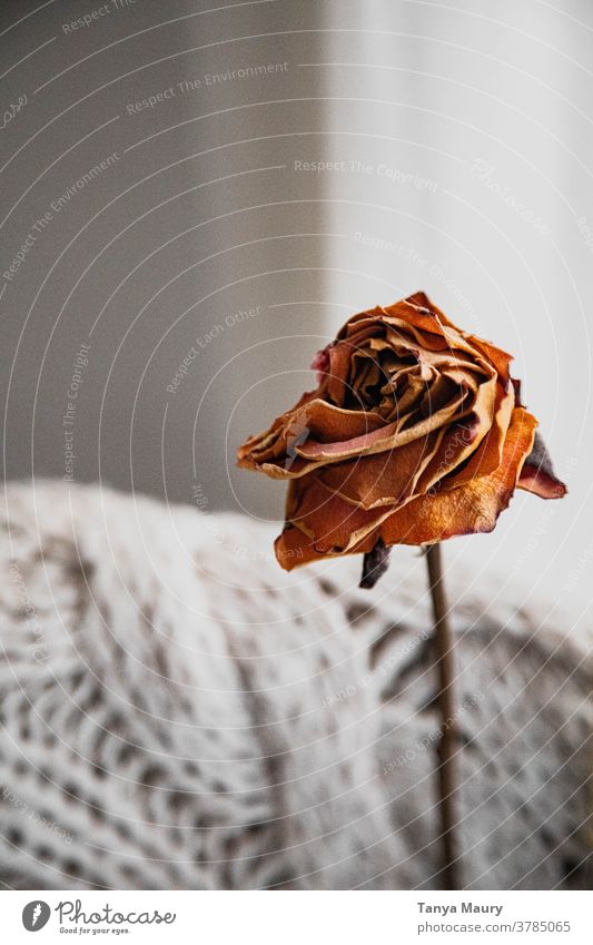 Dried rose in a hygge atmosphere Decoration flowers dried floral Still Life Autumn interior homely Dried flower Lifestyle Cozy Weekend blanket decoration