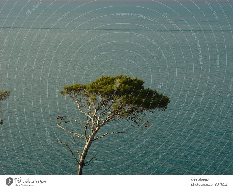 Pine tree at Gargano Tree Calm Relaxation Water Loneliness