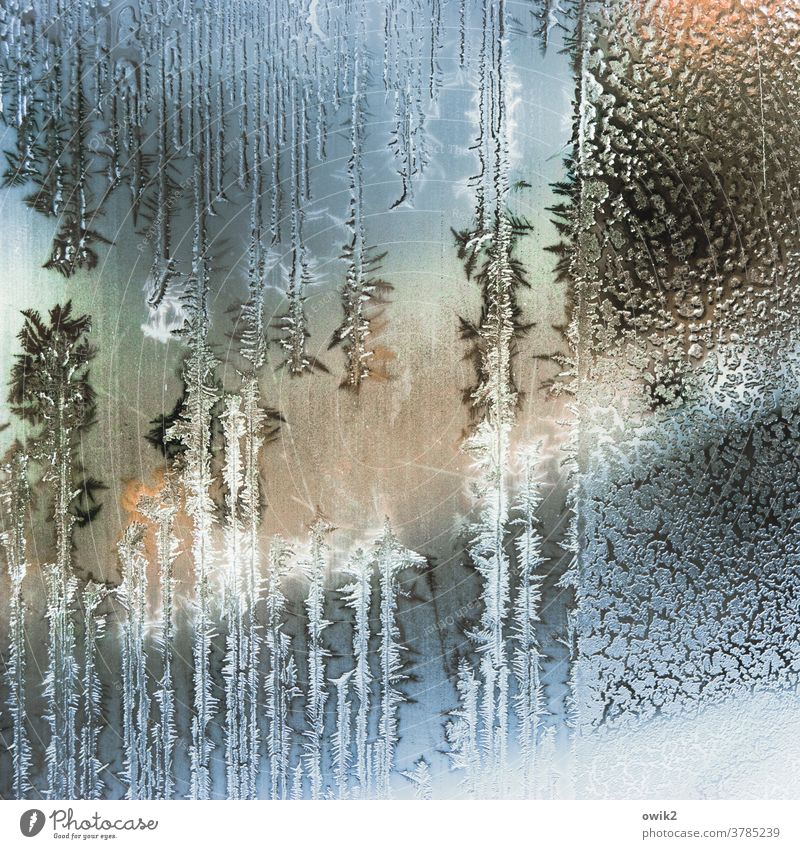 state of aggregation Winter Ice Frost Pane Glass Authentic Cold Bizarre Ice crystal Structures and shapes Day Interior shot Close-up Detail Pattern Deserted