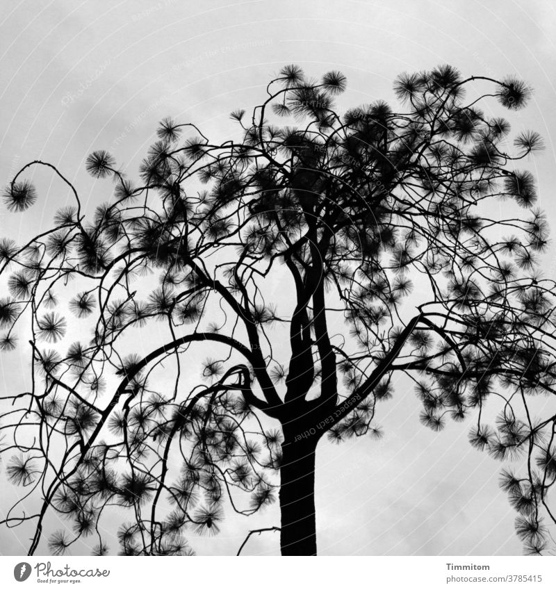 Tree with small pimples Nature Branches and twigs Thin Sky Clouds Gray Black