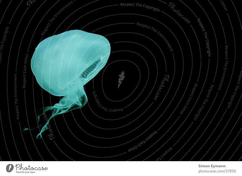 jellyfish Jellyfish Ocean Animal Black Green Dark Night Water Underwater photo vivo pains Contrast