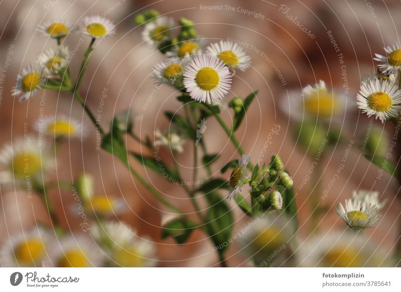 yellow-white flower (annual professional herb - Erigeron annuus- or camomile) One year old occupational herb Chamomile Blossom Plant Flower Yellow White