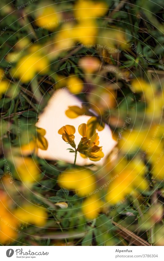 a bit of summer Blossom Flower Yellow Plant reflection Shard Mirror image broken mirror Reflection Exterior shot Deserted Nature Colour photo Day blurriness