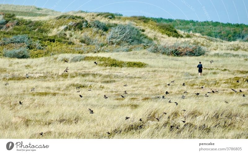 laufbursche Landschaft Dünen Nordsee Dänemark Mensch joggen Jogger Vögel Sommer Natur Gesundheit Training laufen