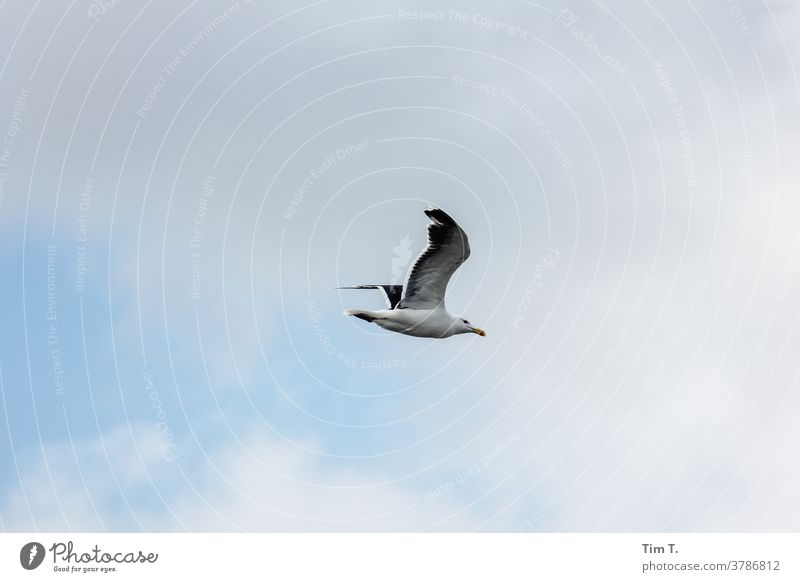 a seagull in flight over the Baltic Sea Seagull Bird Ocean coast Sky Grand piano Animal Nature Exterior shot Flying Freedom Colour photo Wild animal Deserted