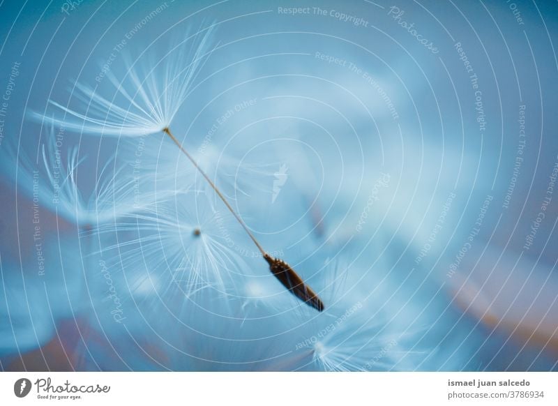 beautiful dandelion seed, autumn season flower plant white blue floral garden nature natural decorative decoration abstract textured soft softness background