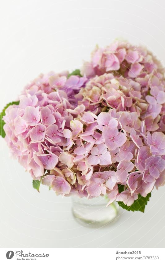 light pink hydrangea flowers in a glass vase Hydrangea Vase blossoms Summer Autumn Pink Blossom Blossoming Decoration Ostrich Green green leaves Nature Bright